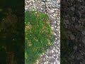 Мелкая рыба плавает у берега, Гравийная бухта, Судак, Крым