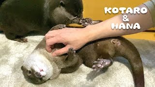 Hana the Otter Crying After Fight with Kotaro