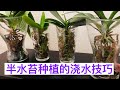 兰花 - 半水苔种植的浇水和施肥  Watering orchids in sphagnum moss