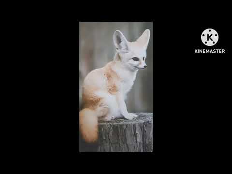   5 وصف الفنك الخامسة إبتدائي فرنسية