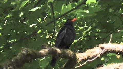 Grey Winged Blackbird