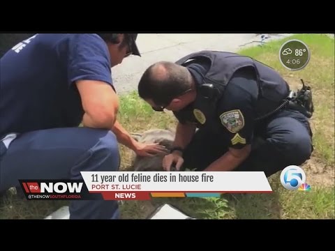 Video: 11 dāvanu idejas jūsu suni, kas izaicina viņu smadzenes