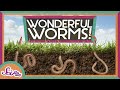 Worms Are Wonderful