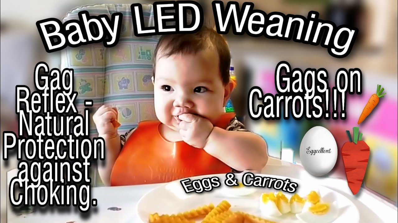BABYLED WEANING CARROTS & EGG BABY GAGGING ON CARROTS!!! GAGS ON