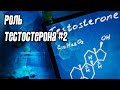 Значение тестостерона #2. Воздействие долгосрочных изменений уровня тестостерона на гипертрофию