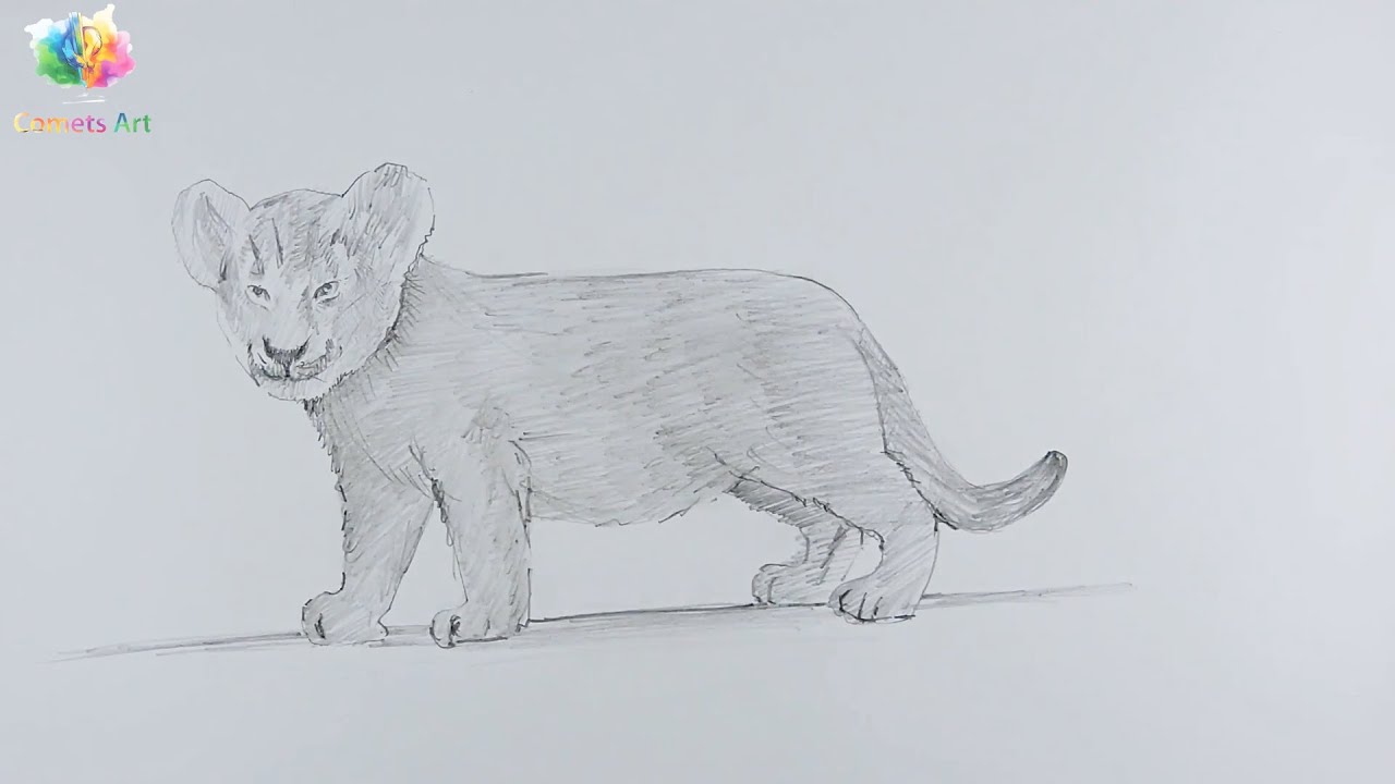 How To Draw Lion Cub Drawing Lion Cub Easy Comets Art How To Draw Lion Cub Drawing Lion Cub Easy Comets Art