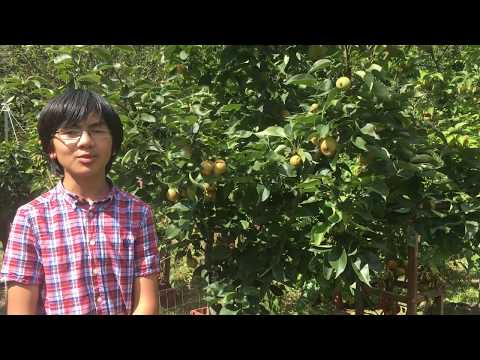 Yoinashi Asian Pear Fruits: Taste Like Malaysian Sugar Cane & Butterscotch - A Must For Nashi Lovers