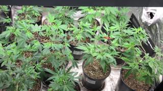 4x4 Veg Tent Update 4