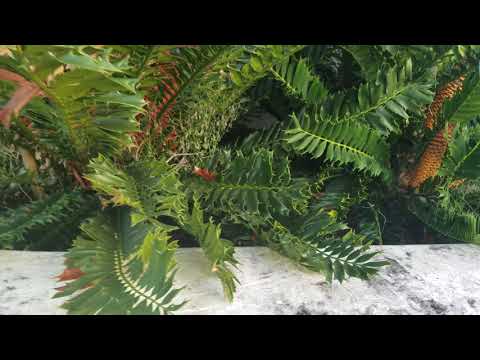 Video: Cycad Kuif