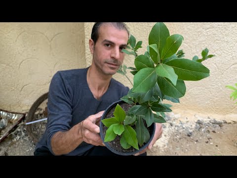 فيديو: زراعة نبات غار الكرز - كيفية العناية بغار الكرز