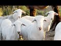 Royal White Hair Sheep | High Performance Parasite Resistant