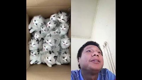 Watch the video about Funny Cats Doing Cat Things | Cutest Cat Videos Compilation That Will Make You Laugh & Melt Heart