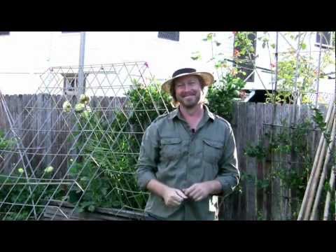 Fruit Growing: How to grow watermelon vines in small spaces - Growing watermelon