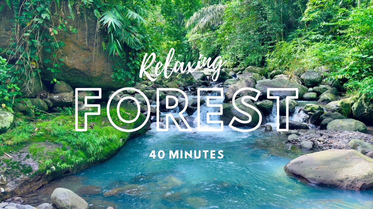 40 Minute Relaxing Nature Sound for Sleeping - Natural Calm Forest ...