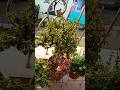 #jadeplant #crassulaovata #plants #gardening #shotrs