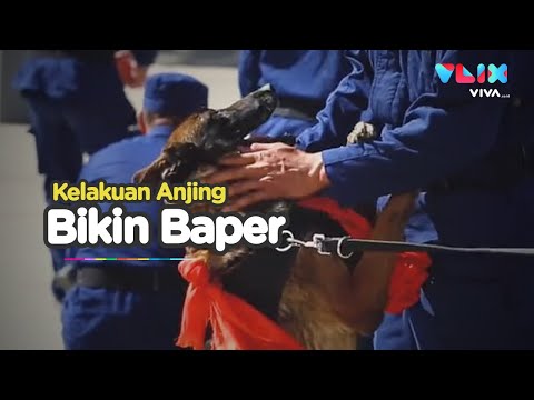 Video: Anjing Polisi Yang Terkena Kanker Menerima Perpisahan Emosional