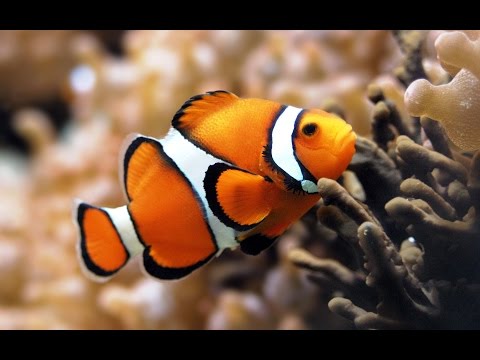 Video: Oplossing: Clownfish Werkt Niet