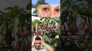 Cantik Tapi Mematikan