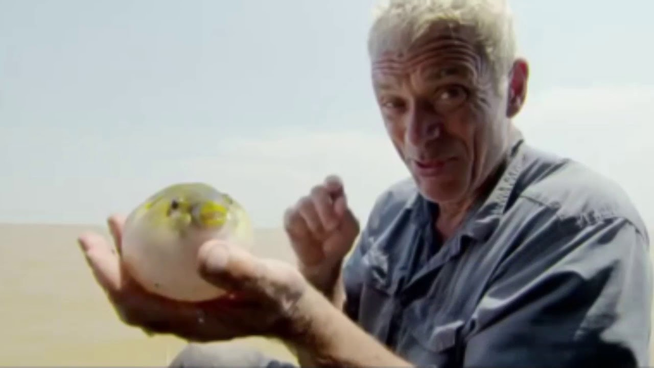 River Monsters Puffer Fish Makes A Strange Noise YouTube