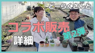 【#57】植物屋Dohrakuどーらくさんと植物とリメ鉢のセット販売第2弾！！お待たせしました！！商品紹介もろもろ…の動画です