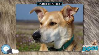 Carolina Dog  Everything Dog Breeds