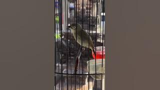 DAKBAL KINTAMANI ROL TEMBAK WIT WIT BREM