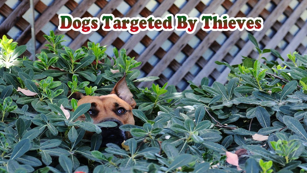 These Dog Breeds Most Likely to be Stolen - YouTube