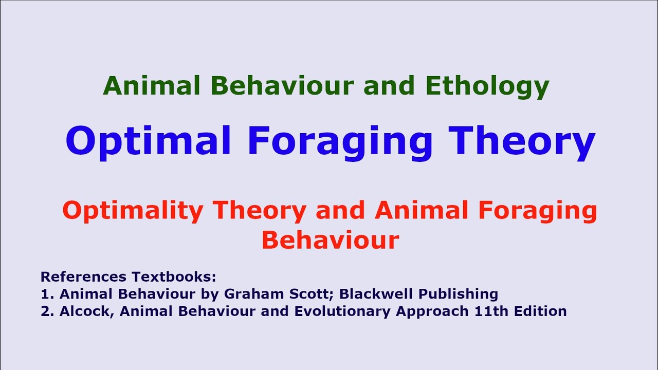 Optimal Foraging Theory | Optimality Theory Animal Behaviour | Zoology ...