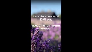 Lavender essential oil distillation