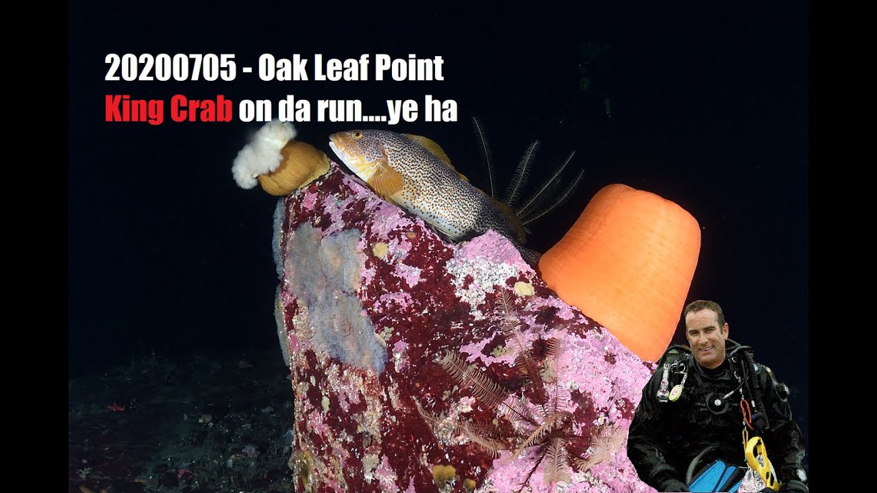 20200705 Oak Leaf Point Dive King Crab on da run! YouTube