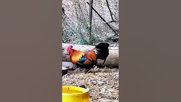 Tiếng gà rừng gáy Chuẩn 2025 ✓✓ #garung #chicken #tiếnggàrừng #suabqaibqus