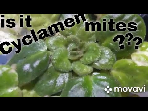 7/14/2020: African violets possibly affected by Cyclamen mites