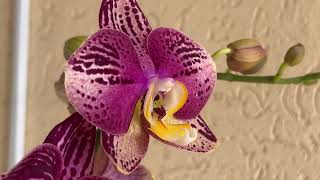 В Экофлоре поступление орхидей. Пиниф, Горизонт, миксы  парфюмерных фабрик - бабочек ...