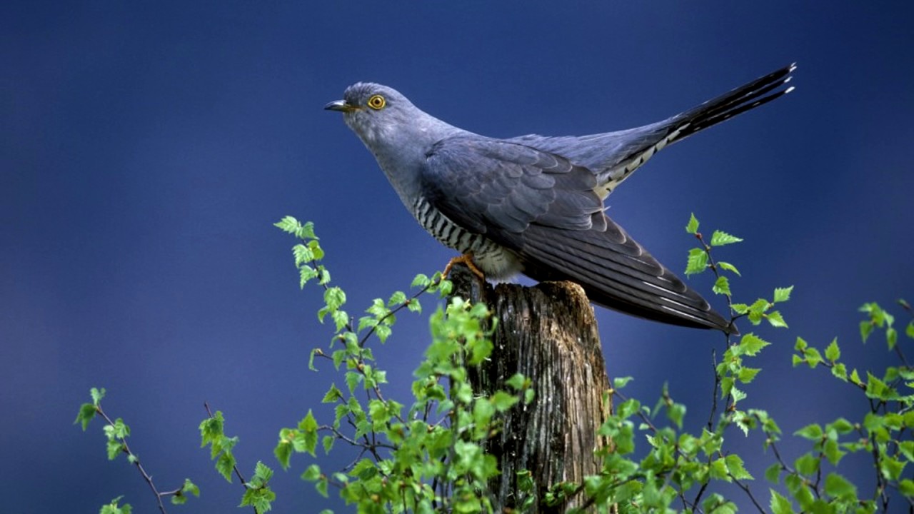 Звук кукушки слушать. Кукушка Cuckoo. Ефимов день - Заря-Кукушка. Ширококрылая Кукушка.