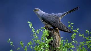 koyal bird ringtone