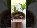 Grow Cashew Tree from Seed at Home | Step-by-Step 🌱 #shorts