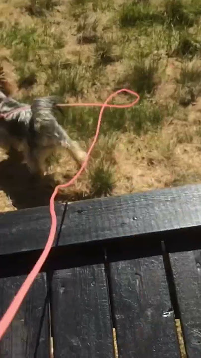 Geiter i Trysil. Hunden Lucy ønsker geitene velkommen. #brynost #goat #farming #dog
