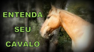 Como entender os sinais do cavalo?