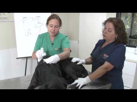 Video: ¿Qué sucede cuando se pone medicamento líquido contra la pulga en la espalda de un perro?