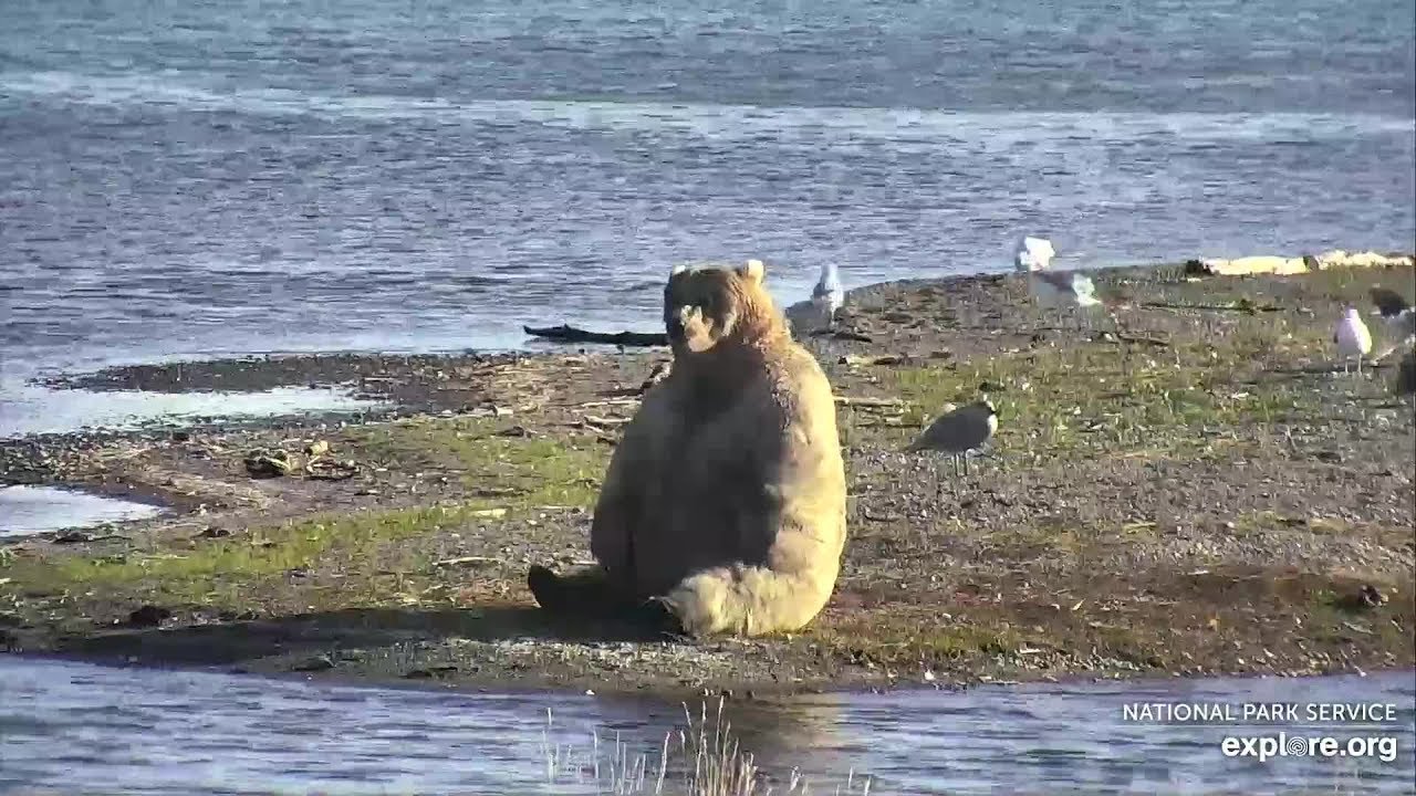 435 Holly showing she's ready for fat bear week 9/25/2019