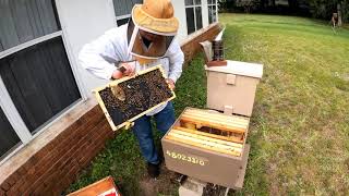 Follow up to my Wonky Comb Hive - Did I fix it?