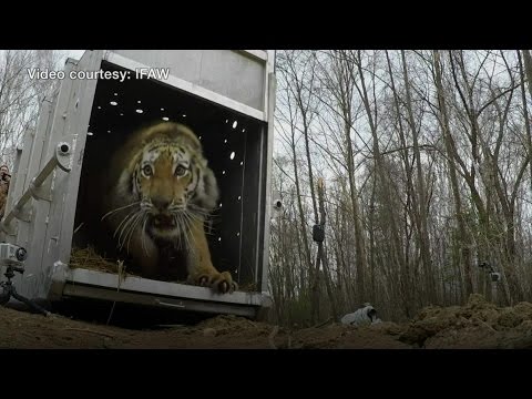 Video: Sumatran pələngi: təsviri, çoxalması, yaşayış yeri