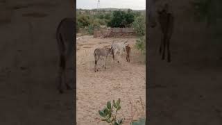 love romance donkey