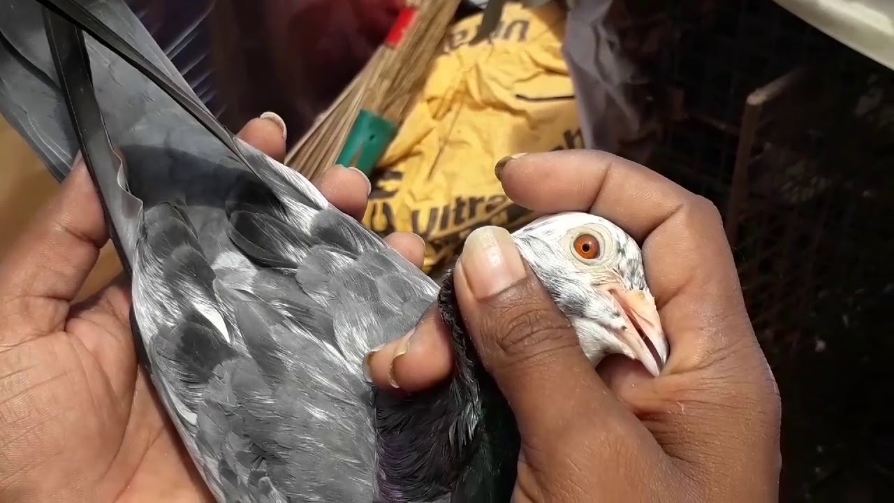 சிறந்த சாதா புறாக்கள்/Top quality high flyer pigeons