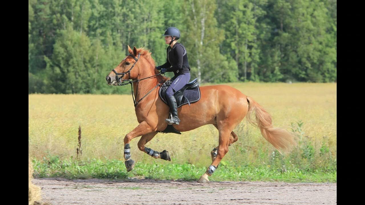 Horse Grunting Trotting Galloping Sound Effect YouTube