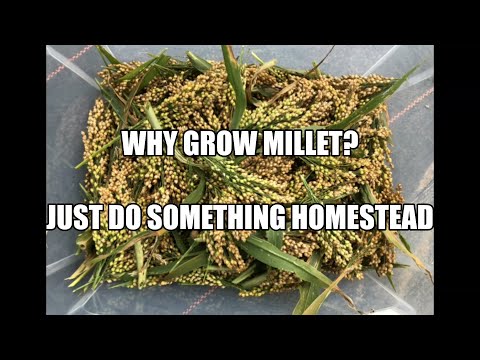 Video: Milets kweken (met afbeeldingen)