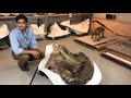 view Meet the Scientist: Paleontologist Advait Jukar digital asset number 1