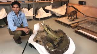 Meet the Scientist: Paleontologist Advait Jukar