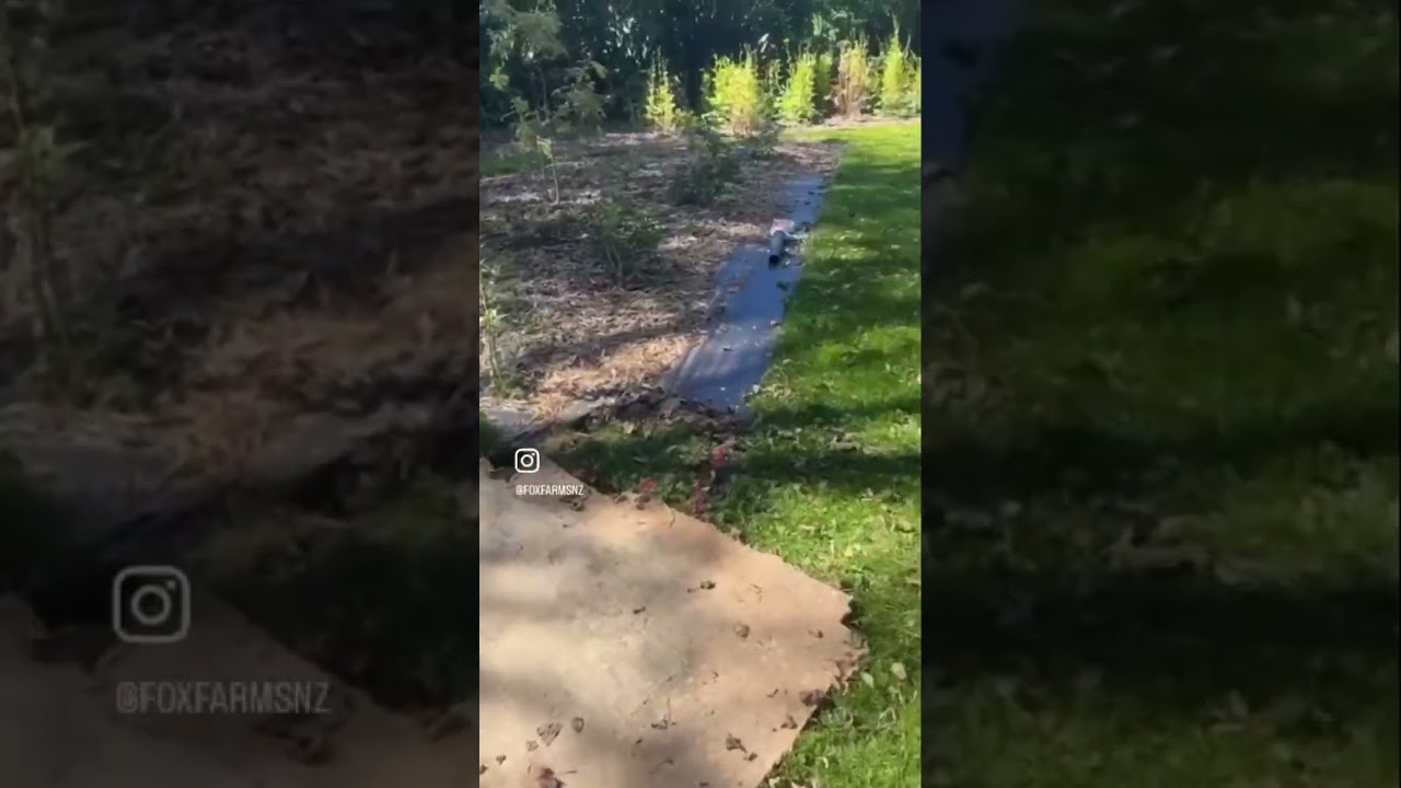 Jill’s Garden Grows: Planning a garden expansion