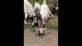 #wildpark